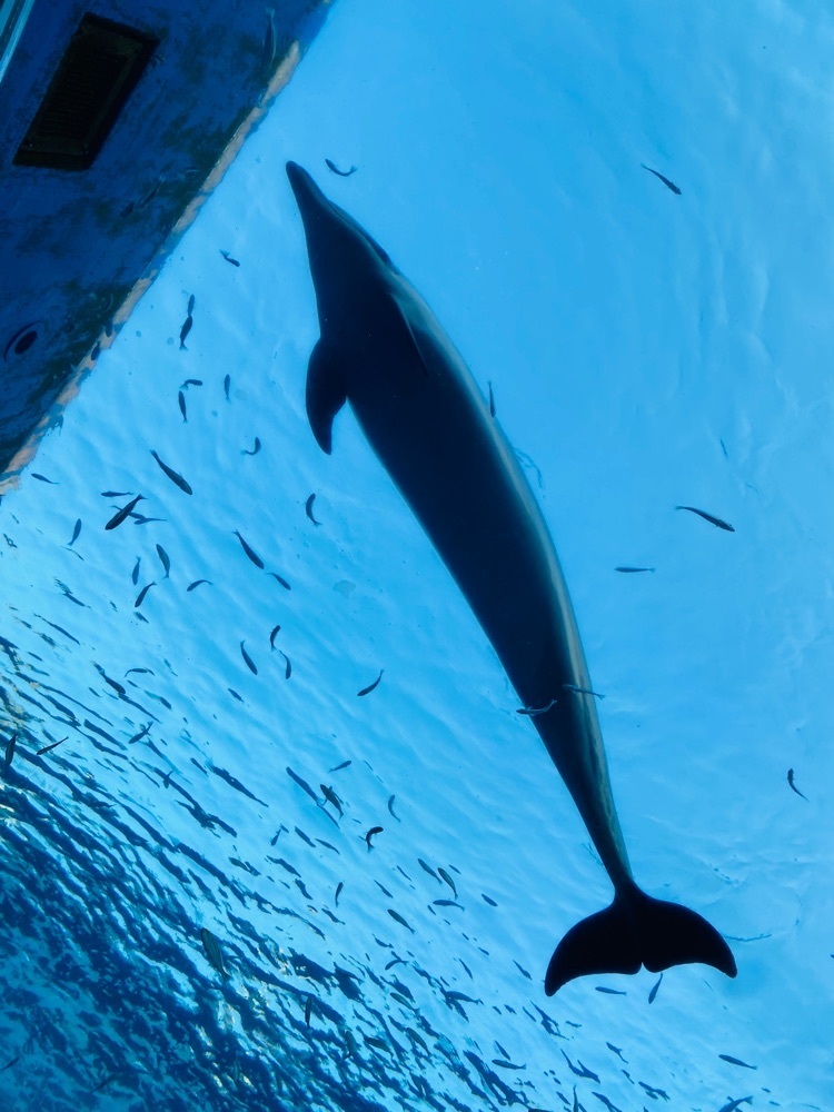 けんけんさんが投稿したドルフィン（Dolphin）に関する口コミの画像