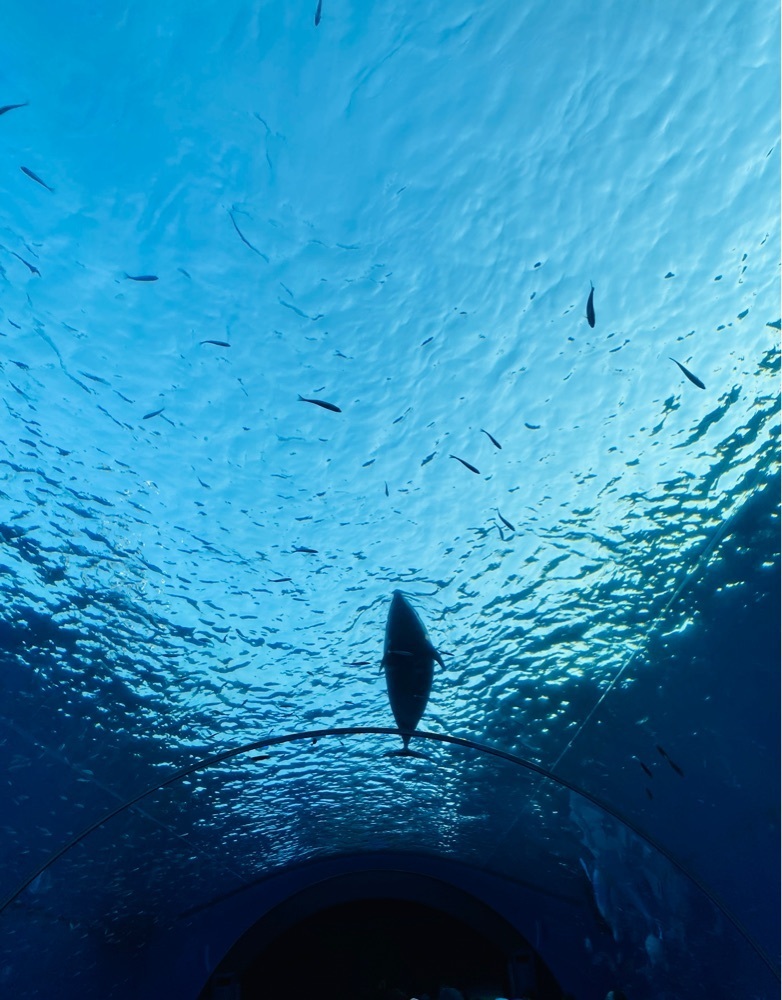 けんけんさんが投稿したドルフィン（Dolphin）に関する口コミの画像
