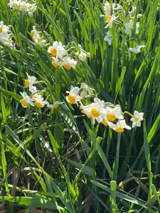 爪木崎花園