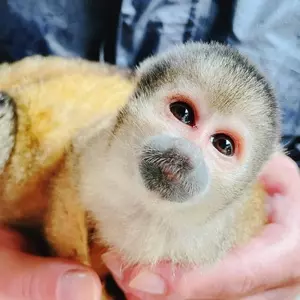 石垣やいま村