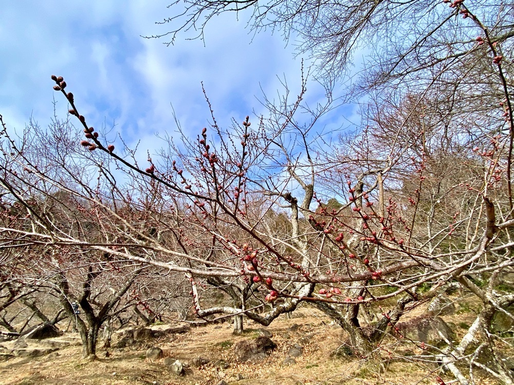 calm_gift_1030さんが投稿した筑波山おもてなし館に関する口コミの画像