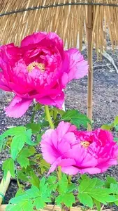 神苑ぼたん庭園