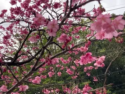 八重岳の桜並木