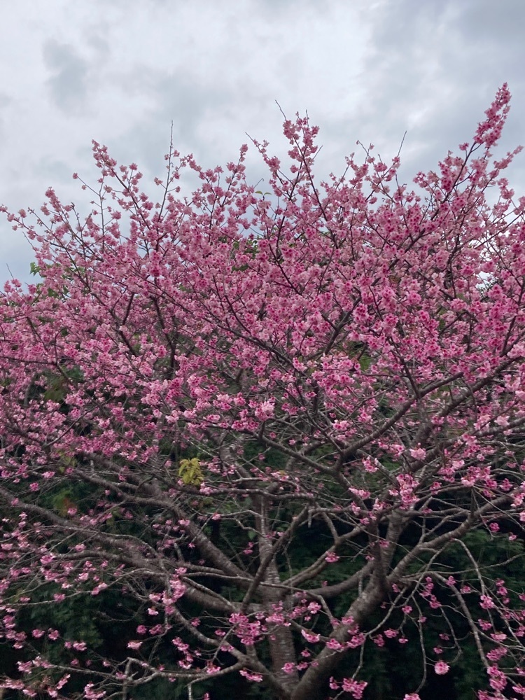 ゴンさんが投稿した八重岳の桜並木に関する口コミの画像