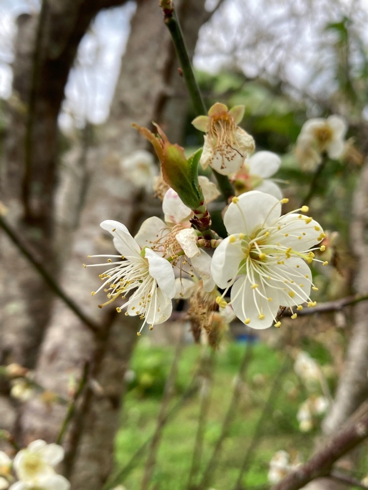 ゴンさんが投稿した八重岳の桜並木に関する口コミの画像