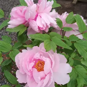 神苑ぼたん庭園