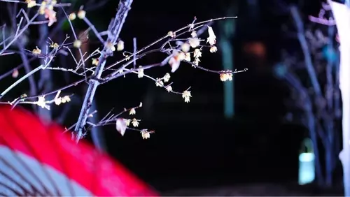 堀切菖蒲園
