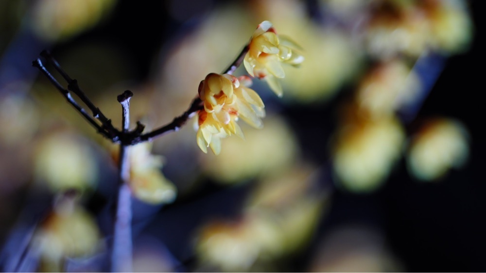 jamesさんが投稿した堀切菖蒲園に関する口コミの画像