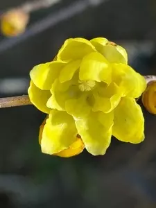 都立殿ヶ谷戸庭園
