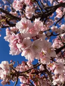 あたみ桜