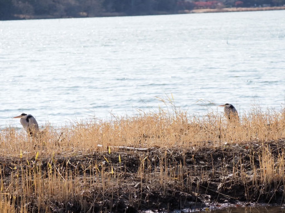 Howl Monさんが投稿した佐鳴湖公園に関する口コミの画像