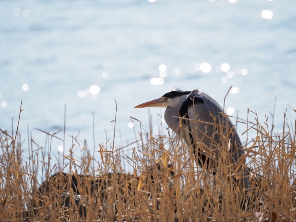 Howl Monさんが投稿した佐鳴湖公園に関する口コミの画像