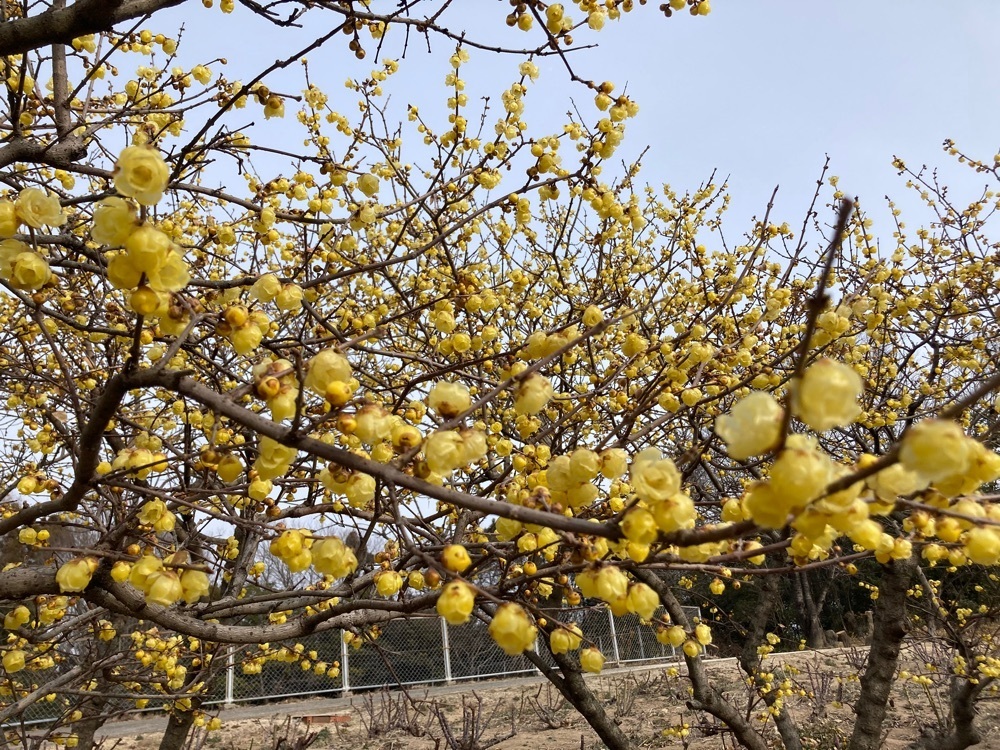 うーとらマンさんが投稿したいしはるうどんに関する口コミの画像