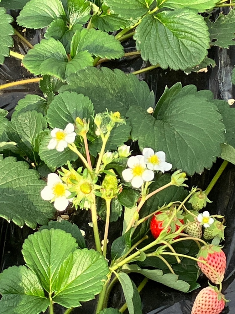 Nさんが投稿した紅果園に関する口コミの画像