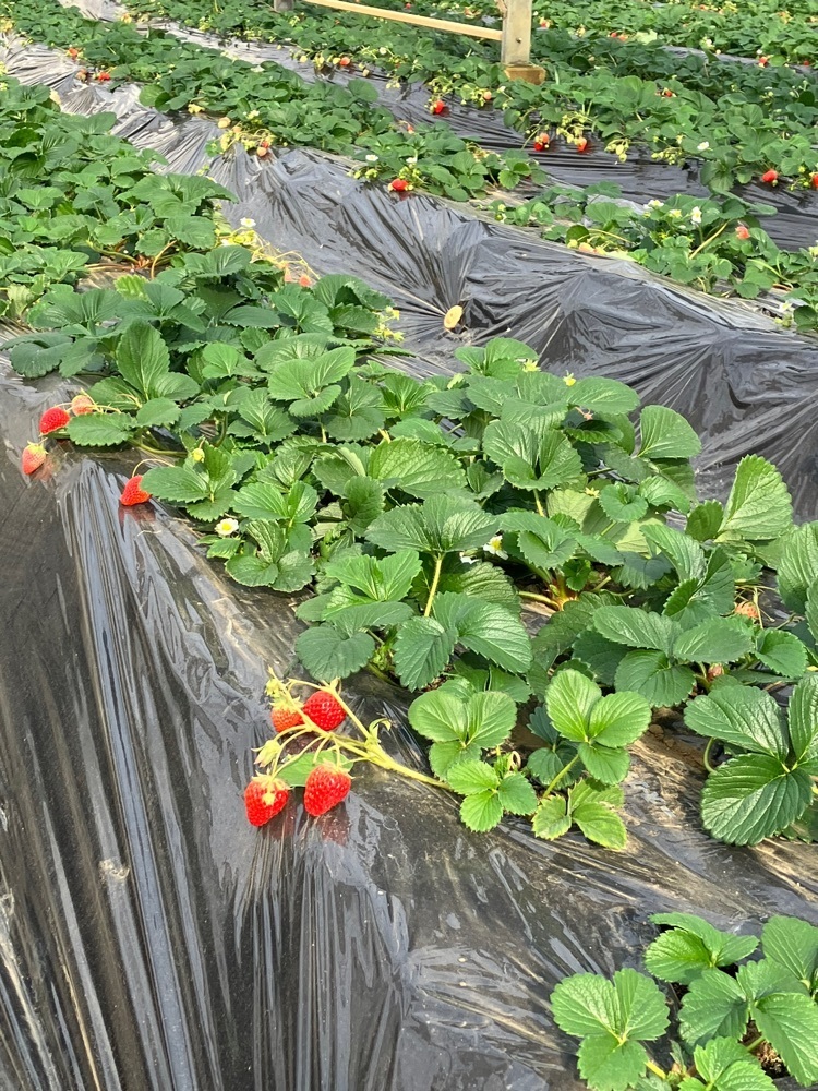 Nさんが投稿した紅果園に関する口コミの画像