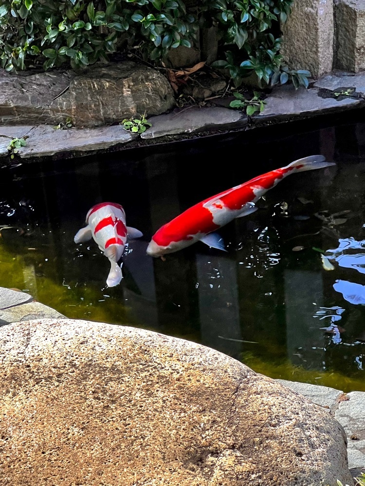 ビンカさんが投稿した寿司割烹 豊魚（すしかっぽう ほうぎょ）に関する口コミの画像