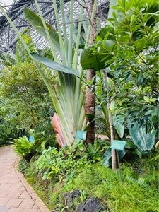 東京都夢の島熱帯植物館