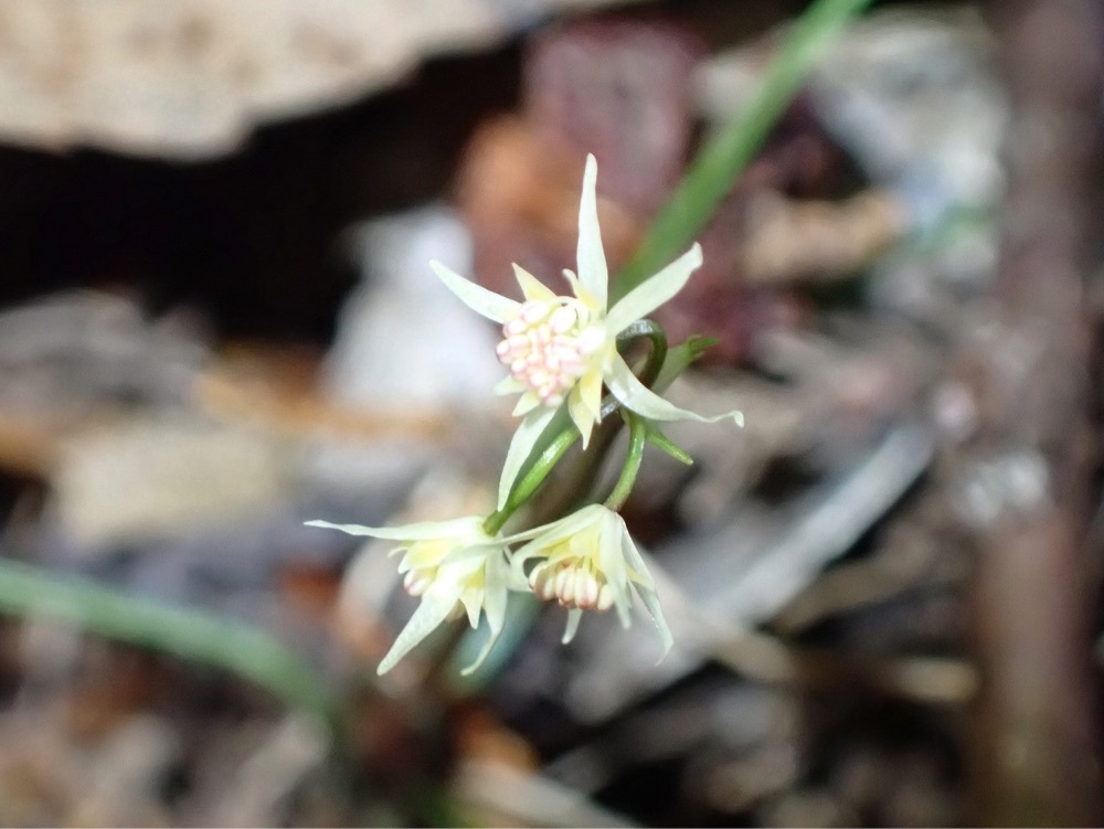 Howl Monさんが投稿した愛知県民の森に関する口コミの画像