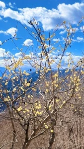 宝登山