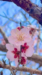 宝登山梅百花園
