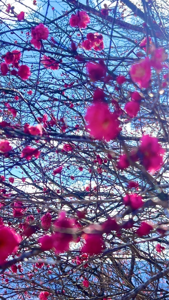 miiさんが投稿した宝登山梅百花園に関する口コミの画像