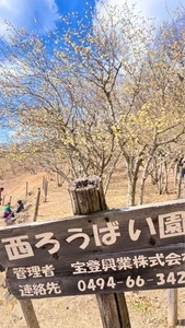 宝登山ロウバイ園