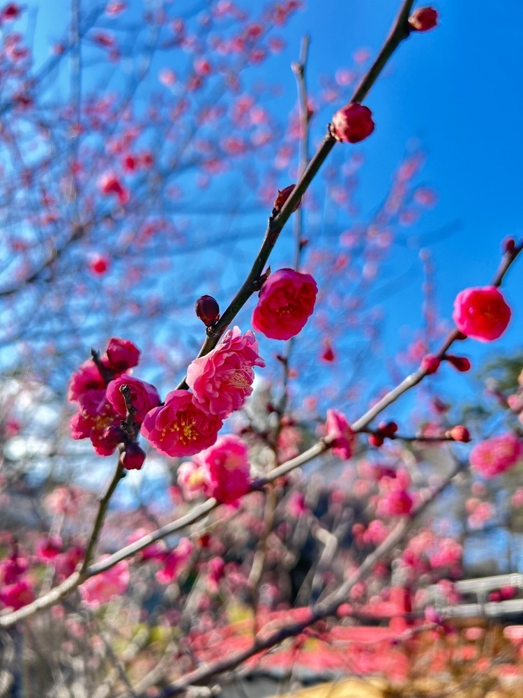 shiroさんが投稿した小田原城山公園に関する口コミの画像