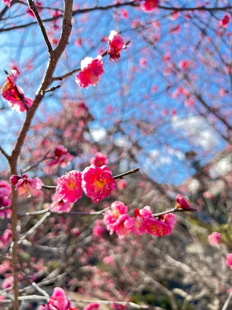 shiroさんが投稿した小田原城山公園に関する口コミの画像