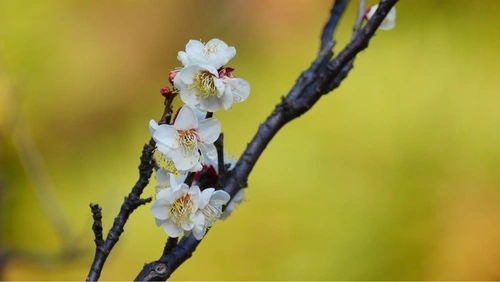 六義園 休息所