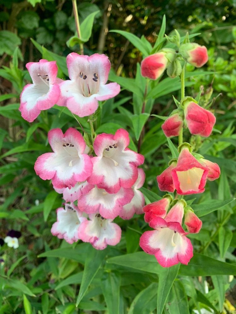 blossom&C7さんが投稿した呑龍に関する口コミの画像