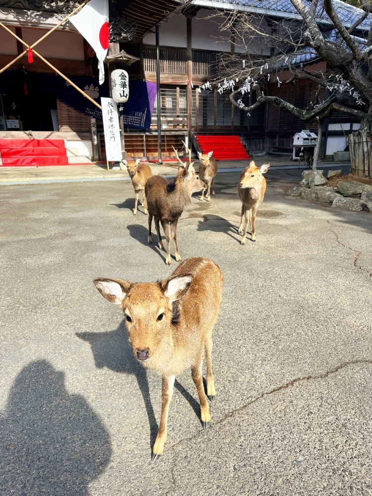 猫なぎ。さんが投稿した金華山黄金山神社一の鳥居に関する口コミの画像