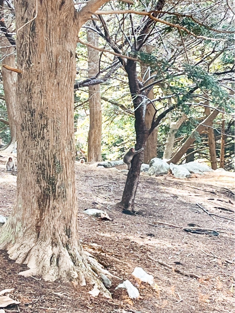 猫なぎ。さんが投稿した金華山黄金山神社一の鳥居に関する口コミの画像