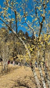 宝登山梅百花園