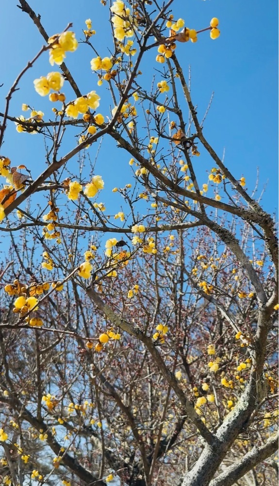 P-sanさんが投稿した宝登山梅百花園に関する口コミの画像