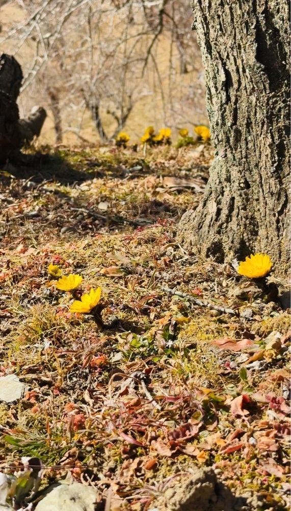 P-sanさんが投稿した宝登山梅百花園に関する口コミの画像