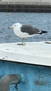 ゆうすげ