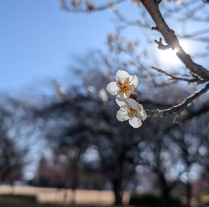 本庄総合公園