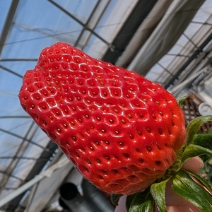いちごとお花畑　志村農園