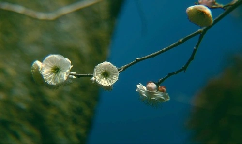 民家園