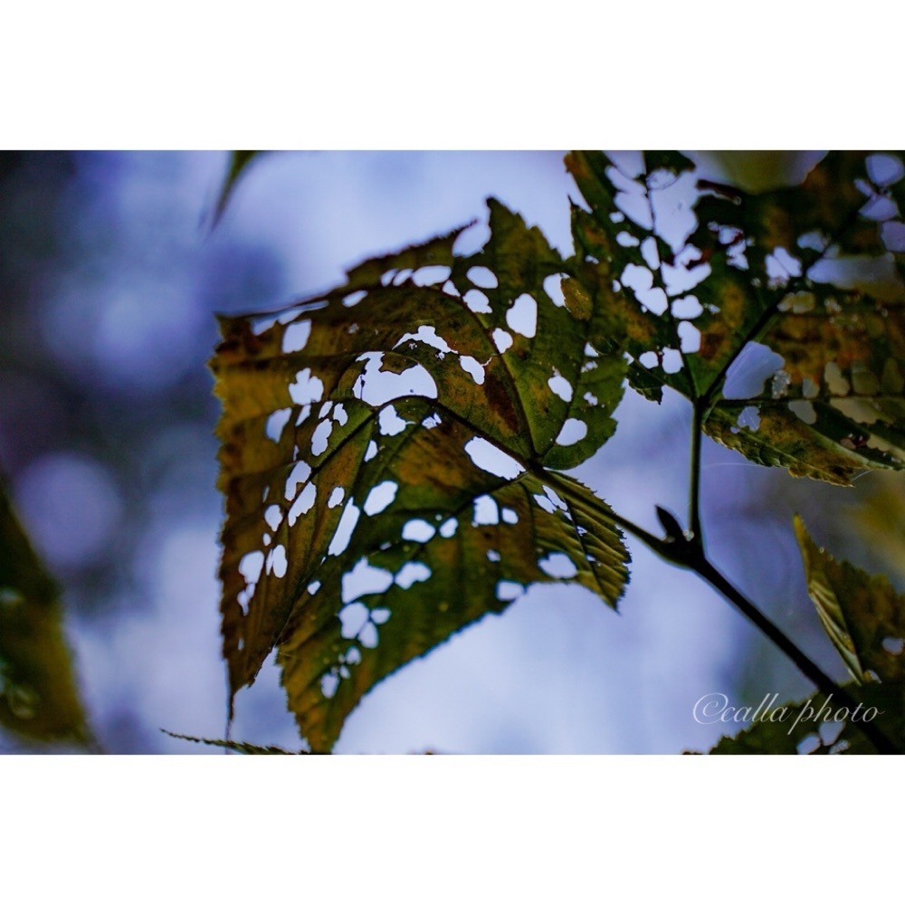 urban_garden_243aさんが投稿した備中松山城雲海展望台に関する口コミの画像