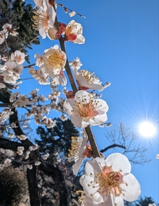 大倉山公園の梅林