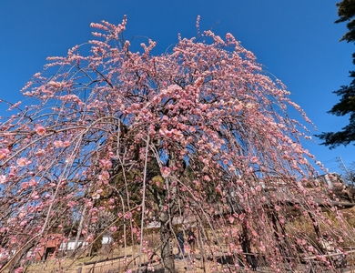 大倉山公園の梅林