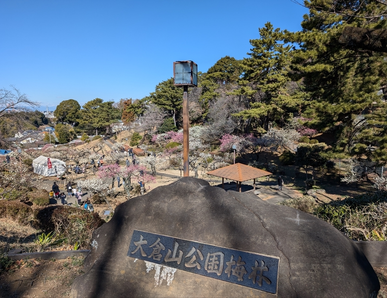 Pさんが投稿した大倉山公園の梅林に関する口コミの画像