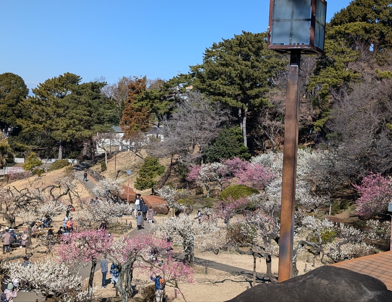 Pさんが投稿した大倉山公園の梅林に関する口コミの画像