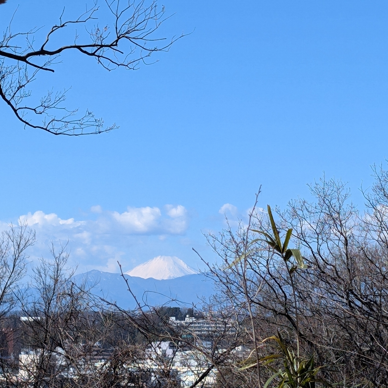 Pさんが投稿した大倉山公園の梅林に関する口コミの画像