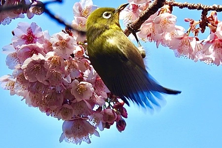 中山晋平記念館