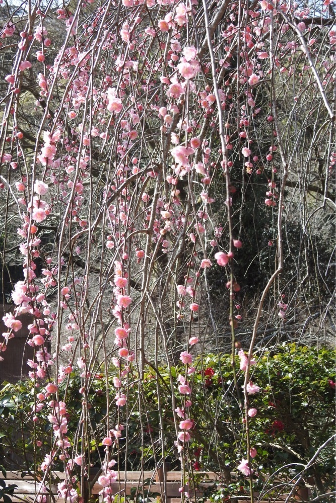 junkunさんが投稿した中山晋平記念館に関する口コミの画像