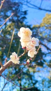 三嶋神社