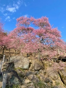 筑波山梅林の梅
