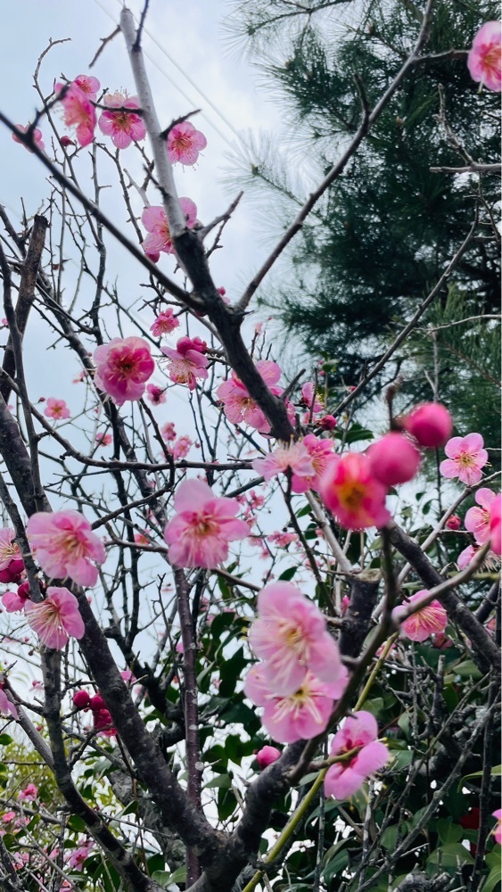 みぃさんが投稿したコハルビ珈琲に関する口コミの画像